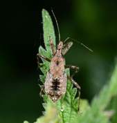 Himacerus apterus - Tree Damsel Bug